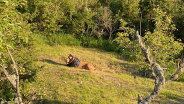  chianti 3d archery range